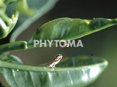 Diaphorina citri ( HLB ) 